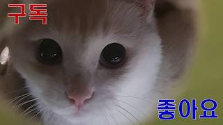 나비야놀자-비하인드 및 나만 특별한 고양이 사진..