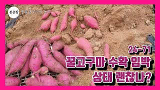 봉춘팜 고구마농사 | 꿀고구마 수확 임박! 상태 좋고 크기 좋고!