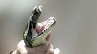 Python Hunters 01, Human vs Python