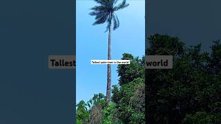 Tallest palm-tree in the world #shorts (Trending shorts)