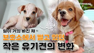 털이 거의 빠져 보호소에서 떨고 있던 어린 강아지의 변화ㅣ유기동물 입양ㅣ유기견 입양 변화ㅣ유기견 입양 후기