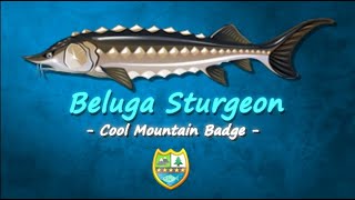 Fishao - Beluga Sturgeon (5★) + Cool Mountain Badge