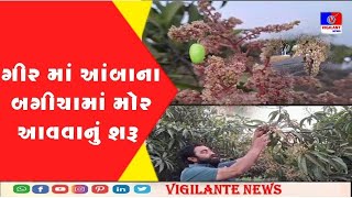 ગીરમાં આંબાના બગીચામાં મોર આવવાનું શરૂ, આ વર્ષે કેરી વહેલી આવવાની સાથે ઉત્પાદન પણ સારૂ થવાની આશા