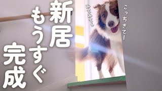 完成間近の新居で嬉しくなっちゃうボーダーコリーが可愛いすぎるｗ｜犬と暮らす家づくり#10