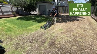 FULL BUFFALO LAWN RENOVATION on my own BACKYARD. 5+ years since it has been done.