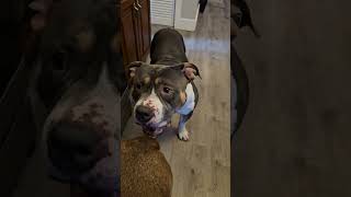 Revealing my American Bully's favorite new treat!