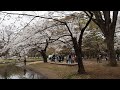 代々木公園　お花見散歩　2023 3 21 41