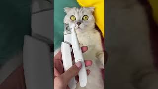 How to cut your Cat’s Nails