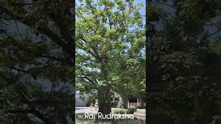 கற்பக விருட்சம் | Baobab