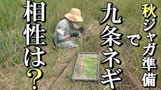 【自然農】秋ジャガの準備に「九条ネギ」を植える　九条ネギとジャガイモの相性を検証　2021年6月23日【natural farming】