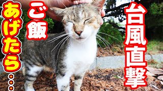 台風直撃 猫たちにご飯をあげたら・・・ 地域猫ボランティアさん急逝後に火事エリア さくらねこへの給餌