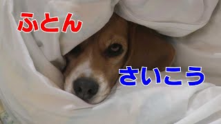 ねおき 【おてんばビーグルふくちゃん】その224