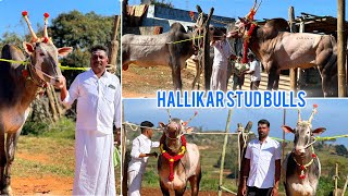 Hallikar stud Bulls from Tamilnadu