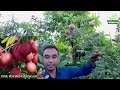 লংগানের ২০টি জাত তুহিন নার্সারিতে longan tree price gardening bangladesh