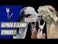 Llama & Alpaca Shearing Stories 1