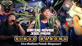 Gawat!!, Kalapan Masal Banteng SINGO BARONG Terbaru Full Ngamok,, Live Bodean Putuk Singosari