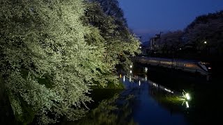 夜桜と山形新幹線 / 山形県 霞城公園にて Cherry Blossoms at Night\u0026Yamagata Shinkansen