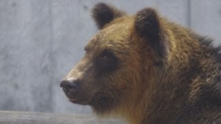 エゾヒグマのダイ　円山動物園での公開始まる~Hokkaido Brown Bear