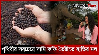 হাতির মল দিয়ে তৈরি বিশ্বের সবচেয়ে দামি কফি | Coffee | Probash Time