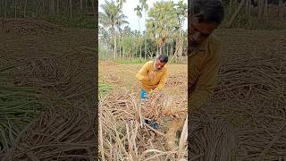 বন্দুরা আরসাপ ভাই সব আখ কেটে ফেলে দিল #shuvodas #agriculturalsystem #কৃষিকাজ