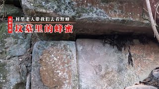 村里老人说坟墓里有窝蜜蜂，据说是个强群，结果寂寞又无奈