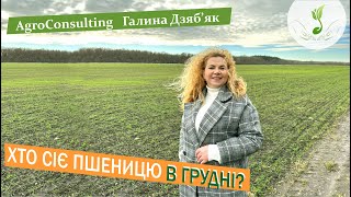 Дуже пізні посіви пшениці озимої: необхідні умови для формування врожаю