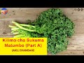 Kilimo cha Sukuma Matumbo/Curly Kales Farming Part A || AKILI SHAMBANI