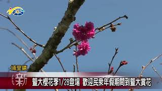 暨大櫻花季1/28登場 議員蘇昱誠、陳宜君、林芳伃歡迎民眾年假期間到暨大賞花