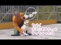 【柴犬 もみさん】ポチパパの鋭い洞察力 厳しさと深い愛は秒で犬に伝わる・爪切り【神編】　shiba inu momisan has a dog mentalist cut her claws