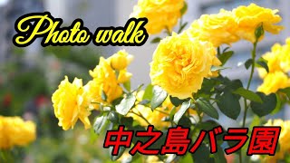 【インス旅】中之島バラ園から、中央公会堂をフォトウォーク！～Nakanoshima rose garden～