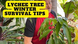 Winter Growing Tip for Lychee trees in Marginal Climates | Frost Protection in z9b