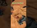 cat топ друзья юмор подпишись лайк кошка популярное котики love catlover kitten cute