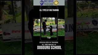 Dutch Shepherd in India | Dog Training | Bangalore | DogGuru school | #dogtraining #shorts