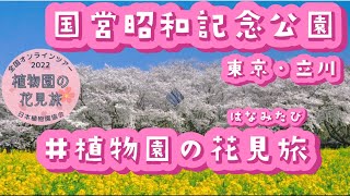 【植物園の花見旅】昭和記念公園から『陽光桜＆枝垂桜』開花！全国植物園をつなぐオンラインお花見リレー🌸　#植物園の花見旅#桜前線2022#shorts