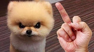 Cats and Dogs Reaction to Middle Finger #2 🐱🐶 Cats and Dogs Really Hate Being Flipped Off