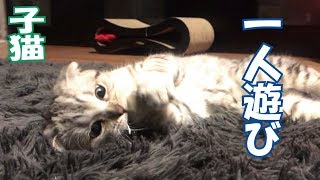 何かと一人遊びする子猫【scottish fold】【ｽｺﾃｨｯｼｭﾌｫｰﾙﾄ】