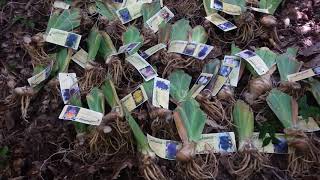 NEW IRIS DELIVERY FROM SCHREINERS GARDENS