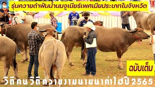 ประกวดควายดำรุ่นฟันน้ำนมจูเนียร์​เพศเมียประเภท​ภายในจังหวัด วิถี​คน​วิถี​ควาย​งาม​นาม​นา​คำ​ไฮ​2565​