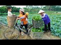 Harvest Green Vegetables Goes to Market Sell - Cooking - Gardening, Daily life / Ly Thi Ngoan