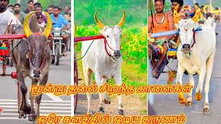 🔥🔥மூன்று தலை சிறந்த காளைகள் ஓடிய ஒரே களம்🔥 நெருப்பு ஓட்டுயா 🔥