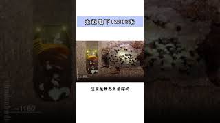 走进人类探索的地底最深处地下12376米到底有什么？#涨知识 #冷知识