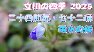 立川の四季2025 二十四節気・七十二侯「雨水の候」