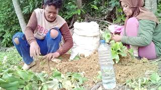 aktivitas hari ini yaitu panen kencur di sela sela pohon jagung