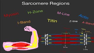 Physiology: Sarcomere (Actin, Myosin, Z-line, H-Zone, A-Band, I-Band, and M-Line)