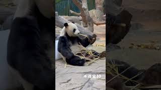 酷酷的秋裤有多长 #panda #大熊猫 #cute #animals #giantpanda #大熊猫酷酷 #可爱 #治愈