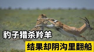 花豹偷袭羚羊，猎豹追杀羚羊，双双遭遇阴沟里翻船