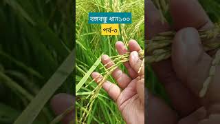 বিঘায় ২৫-৩০ মণ ফলন দিবে বঙ্গবন্ধু ধান১০০