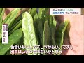 例年より3日早く八十八夜に「北限の茶どころ」村上市で茶摘み始まる【新潟】スーパーjにいがた5月2日oa