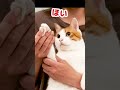 明日もまた見てくださいね！じゃんけんぽん！ shorts 【猫アテレコ】