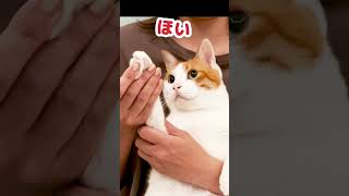 明日もまた見てくださいね！じゃんけんぽん！ #Shorts 【猫アテレコ】